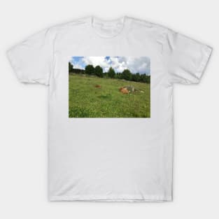 Scottish Highland Cattle Calves 1449 T-Shirt